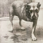 Alice In Chains - Alice In Chains