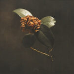 ST. PAUL & THE BROKEN BONES - YOUNG SICK CAMELLIA