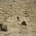 Ben Howard - Noonday Dream