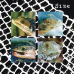 SIZE - NADIE PUEDE VIVIR CON UN MONST