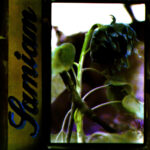 SAMIAM - Samiam