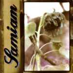 SAMIAM - Samiam (Clear Vinyl)