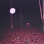 BUZZARD BUZZARD BUZZARD - Skinwalker Vinyl Record