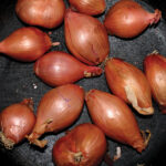 TY SEGALL - FRIED SHALLOTS