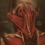 BORUSIADE - THE FALL: A SERIES OF DOCUMENTED EXPERIENCES Vinyl Record