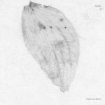 ADIEL - If Not Now When?