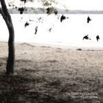THE TALLEST MAN ON EARTH - THERE'S NO LEAVING NOW