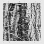 SCARCITY - AVEILUT