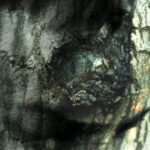TIERSEN YANN - WALTZ OF THE MONSTER