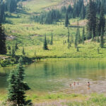 SKIRTS - Great Big Wild Oak (Milky Clear Vinyl)