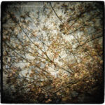 HORSE FEATHERS - Thistled Spring