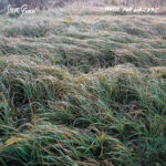 STEVE GUNN - Music For Writers