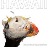 COLLECTIONS OF COLONIES OF BEE - HAWAII