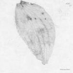 Adiel - If Not Now When? Vinyl Record