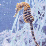 TAKEN BY TREES - DREAMS