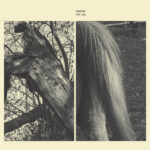 SUSANNA - WILD DOG