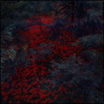ALEX COBB - MARIGOLD AND CABLE