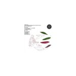 AUTOMNE SIX - AUTOMNE SIX Vinyl Record