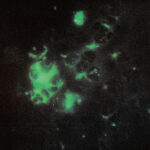 TECTURE - Anomalous Materials