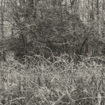 SULT - ALWAYS I GNAW
