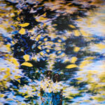 CHATON LAVEUR - LABYRINTHE