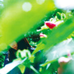 MINUANO - Spring Lovers