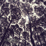 ELISA FAIRES - Photosynthesis