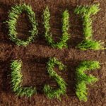 LES SAVY FAV - OUI LSF