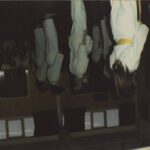 JAWS - CEILINGTHE