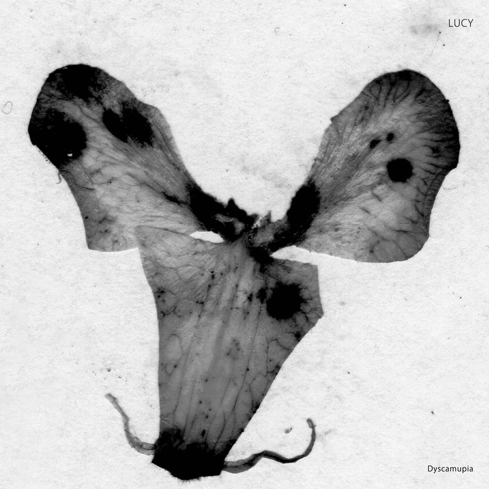 SA034.jpg Lucy - Dyscamupia - Image 1